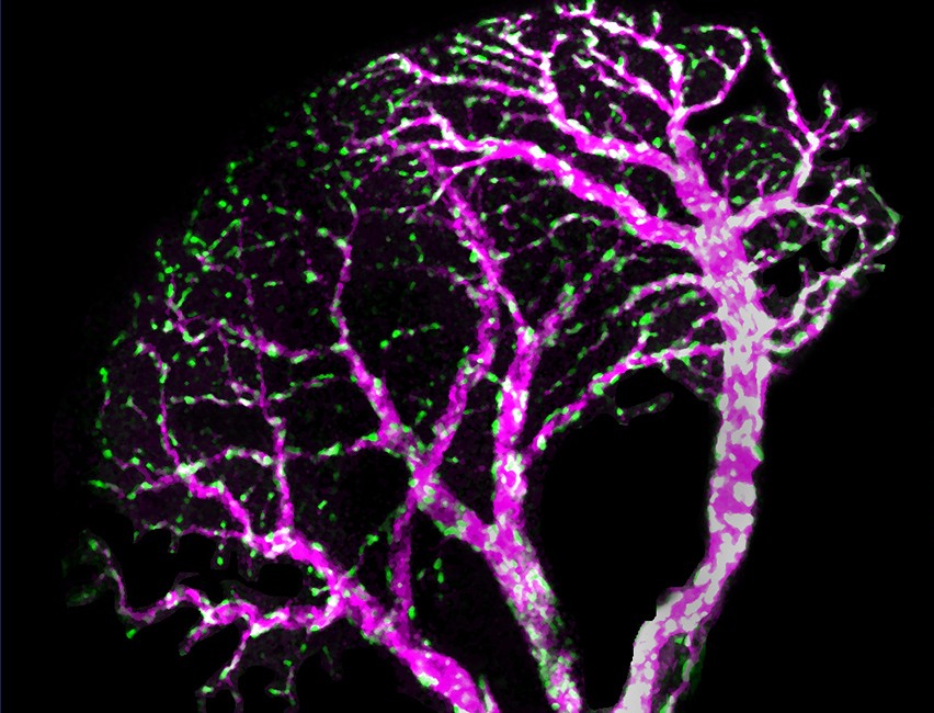 Mitochondria in neurons of the fruit fly visual system. Image credit: Avi Adler purple branches from a single point at the bottom of a black background.