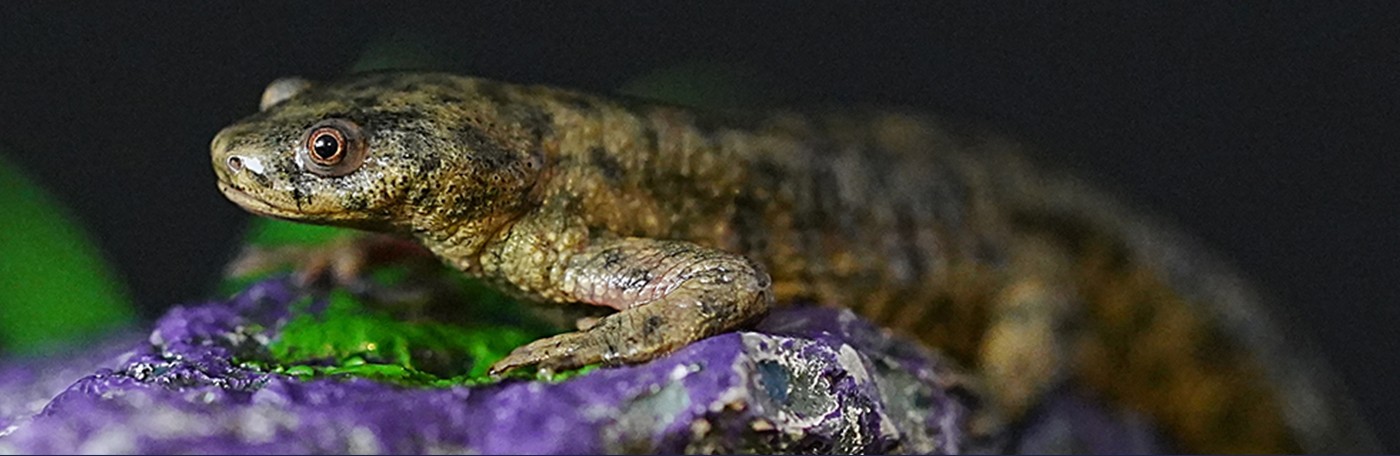 A salamander rests atop a purple rock