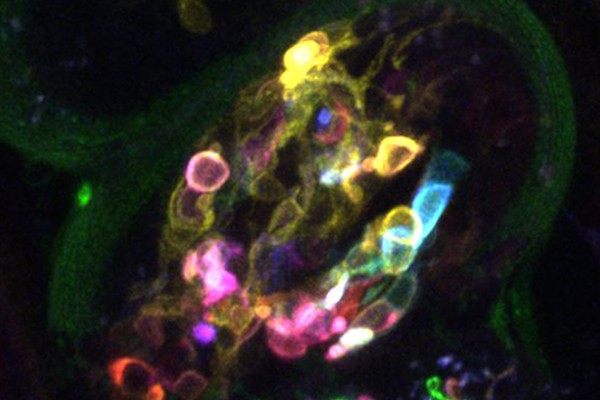Visualization on neurons in embryos with multicolored membrane-bound reporters
