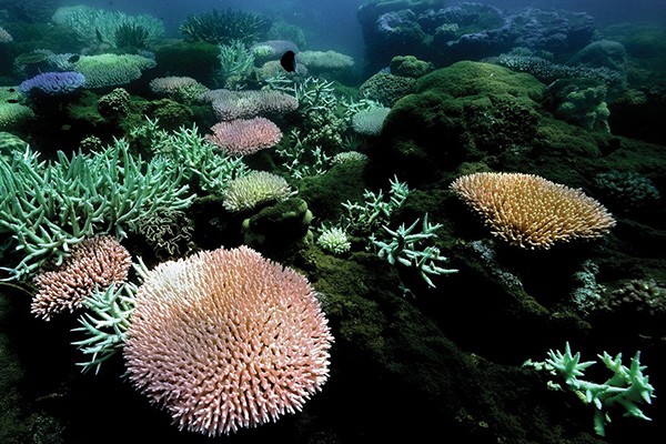 Bleaching coral on the Great Barrier Reef (Fuller et al. Science 2020)