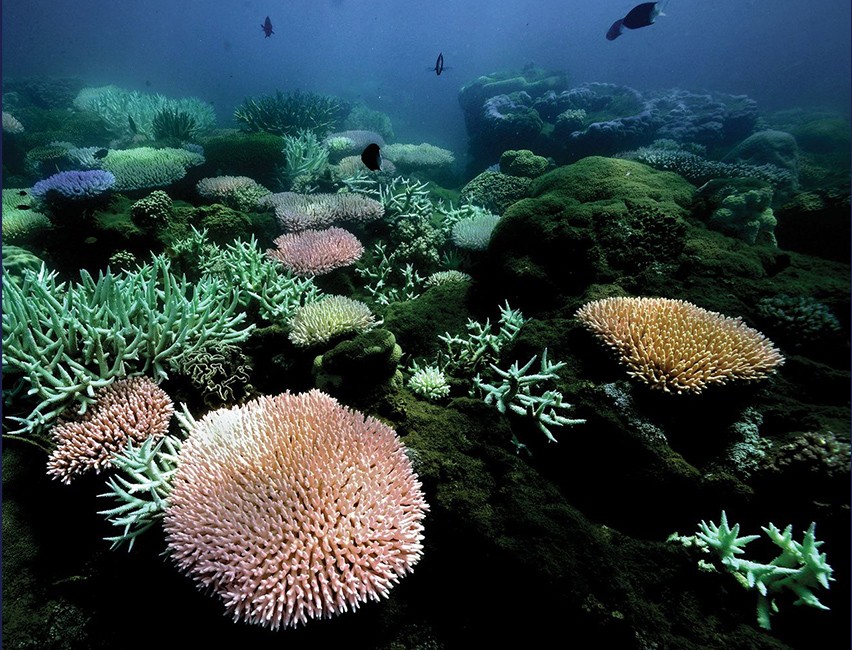 Bleaching coral on the Great Barrier Reef (Fuller et al. Science 2020)