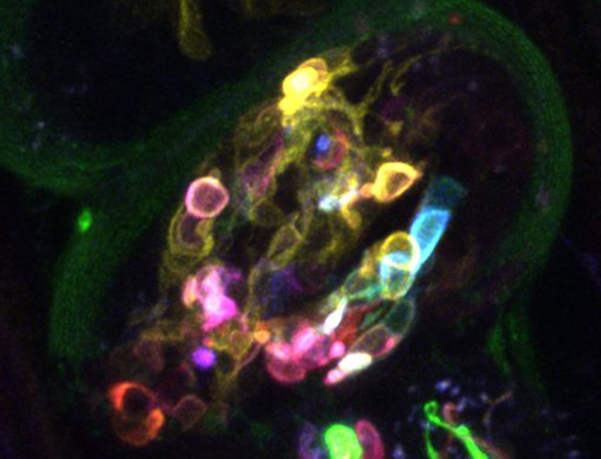 Visualization of neurons in embryos with multicolor membrane-bound receptors