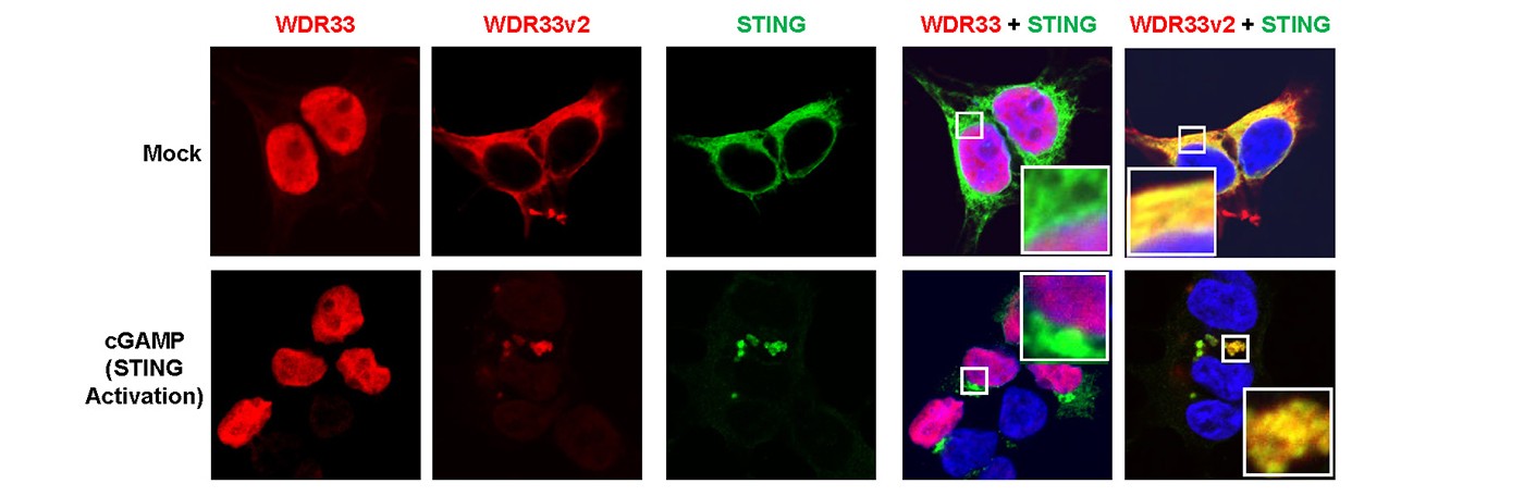 A non-canonical isoform of nuclear polyadenylation factor WDR33, WDR33v1, localizes to the ER with and regulates the immune factor STING.
