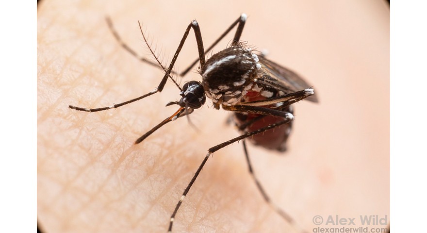 Image credit: Alexander Wild Close up photo of a Mosquito