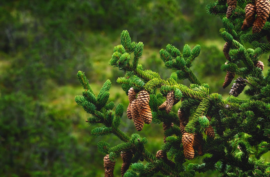 Pinecones in a tree